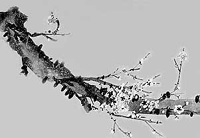 The German word ZWEIG means BRANCH in English.